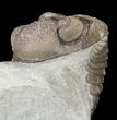 Detailed Eldredgeops Trilobite - Ohio #53307-2